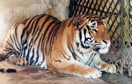 ১১ জেব্রার মৃত্যুর পর ফাঁস হলো বাঘের মৃত্যুর খবর