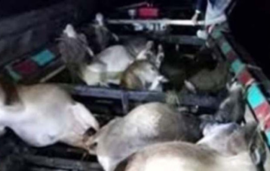 যমুনা নদীতে ২ নৌকার সংঘর্ষ, প্রাণ গেল ১৮ গরুর