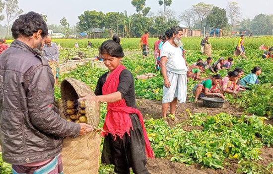 আলুর কেজি ৮ টাকা, লোকসানে চাষি