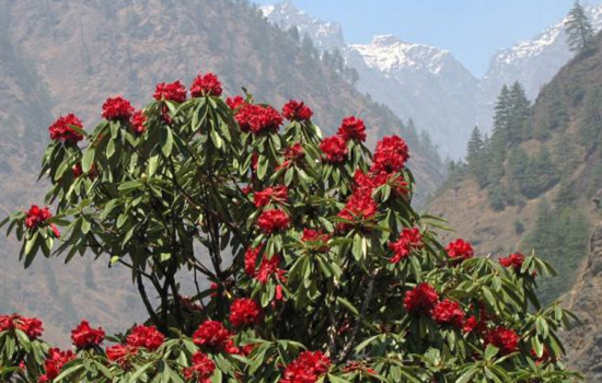 করোনা ঠেকানোর দুর্লভ গাছ মিলল হিমালয়ে!