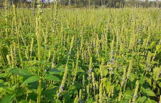 নীলফামারীর কিশোরগঞ্জে চাষ হচ্ছে নতুন ফসল “চিয়া”