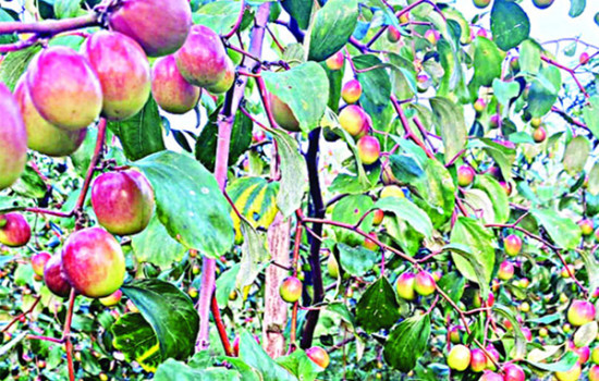 কুল বিক্রি করে বাজিমাত