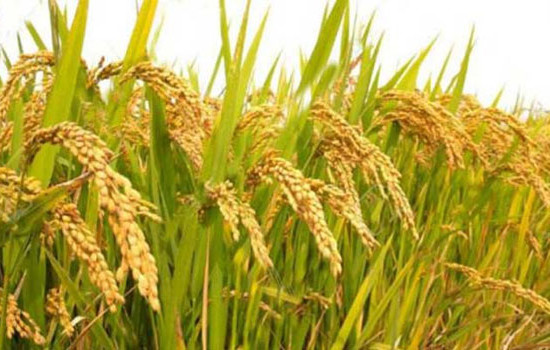 বাড়ছে হাইব্রিড ধান চাষ