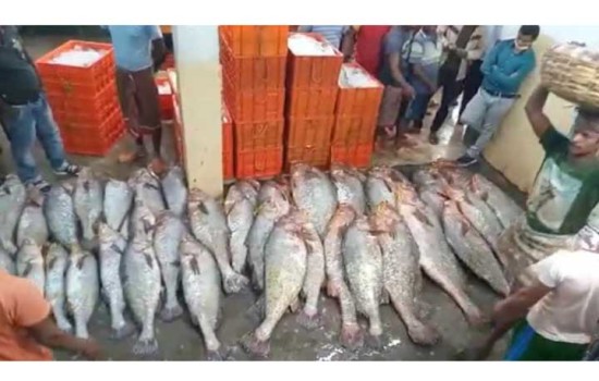 ৬০ লাখ টাকায় বিক্রি হলো ১৪টি মাছ!