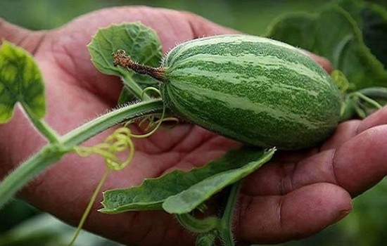 ওজন ও ডায়াবিটিস নিয়ন্ত্রণে পটলের নানান গুণ