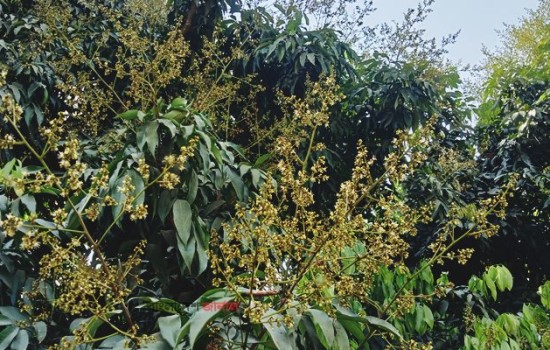 লিচুতে আশার আলো দেখছেন দিনাজপুরের চাষিরা