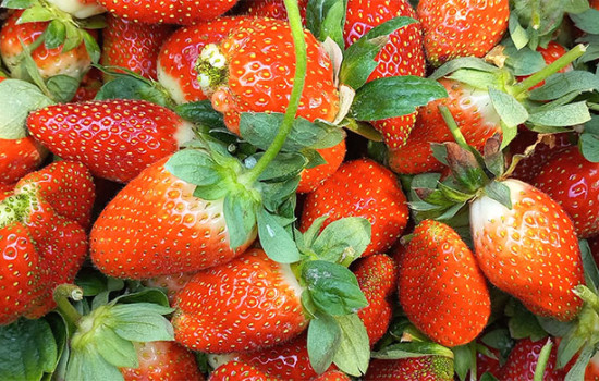 লাভজনক স্ট্রবেরি চাষে চাই কৃষি প্রণোদনা