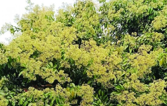 সোনারগাঁওয়ে গাছে গাছে লিচুর সোনালি মুকুল