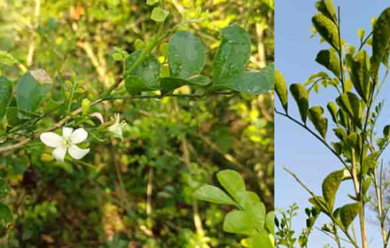 কামিনী গাছের প্রতি পাতায় পাতায় টাকা!