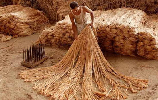 আজ জাতীয় পাট দিবস