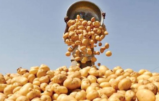 রংপুরের আলু যাচ্ছে ১০টি দেশে