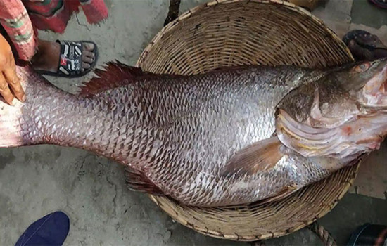 ২৫ কেজির মাছ, বিক্রি ৪ লাখ ৮০ হাজার টাকা