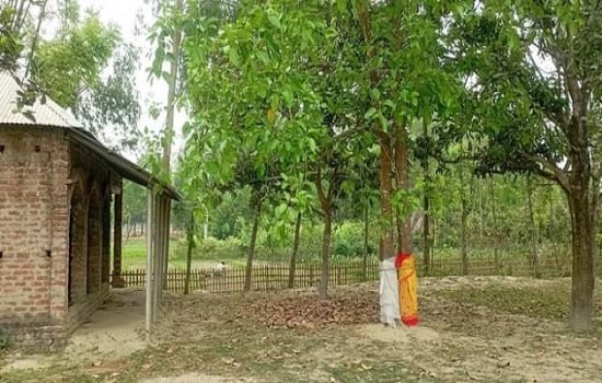 ঠাকুরগাঁওয়ে পাকুড়-বটের বিয়ে