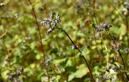 ভাতের চেয়ে পুষ্টিকর ঢেমশি, বাংলাদেশেও সম্ভাবনাময়?