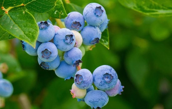 পুরুষের যৌবন দীর্ঘদিন ধরে রাখবে যে ফল