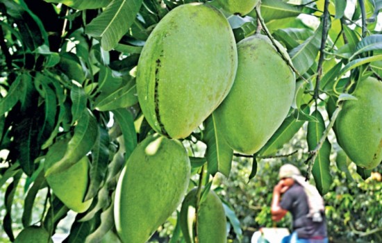 ফজলি আমের জিআই স্বত্ব রাজশাহী ও চাঁপাইনবাবগঞ্জের