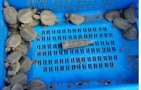 সুন্দরবনে বিলুপ্তপ্রজাতির বাটাগুর বাস্কা কচ্ছপের ৩৩টি বাচ্চার জন্ম