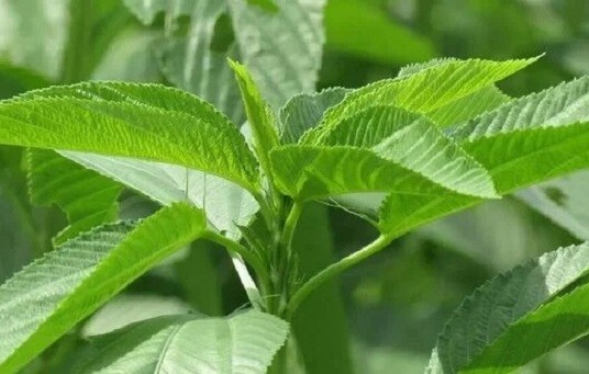 পাট শাক: যারা খেতে পারবেন, আর যারা পারবেন না