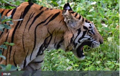 সঙ্গীর খোঁজে সুন্দরবনের বাংলাদেশ অংশ থেকে ভারত অংশে যাচ্ছে বাঘ