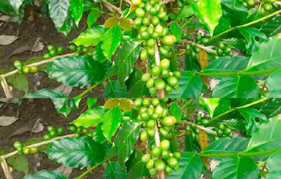 নীলফামারীতে বাড়ছে কফি’র চাষ