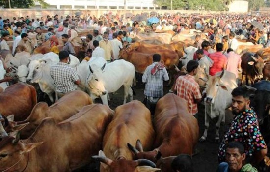 কোরবানির জন্য প্রস্তুত সোয়া কোটি গবাদিপশু