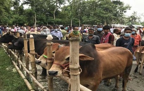 সারা দেশে বসছে ৪৪০৭ পশুর হাট, মাস্ক ছাড়া প্রবেশ নয়