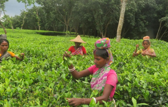 আজ জাতীয় চা দিবস