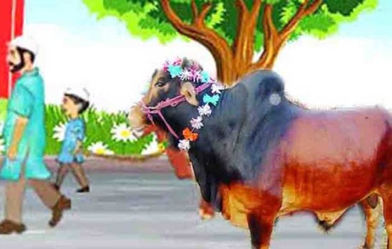 কোরবানি সম্পর্কে যেসব মাসায়েল জানা জরুরি