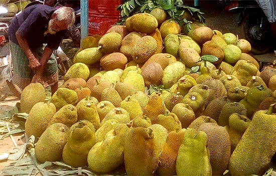 মধুপুরে বিষাক্ত রাসায়নিক দিয়ে পাকানো হচ্ছে কাঁঠাল