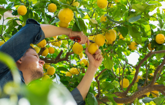 দৈনিক ৬ ঘণ্টা কাজ, বেতন ৫ লাখ টাকা, তবুও মিলছে না শ্রমিক