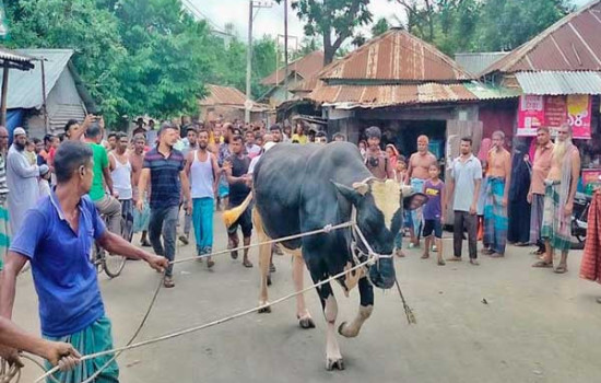 আলোচিত গরু ‘হিরো আলম’ বিক্রি হলো সাড়ে ৪ লাখ টাকায়