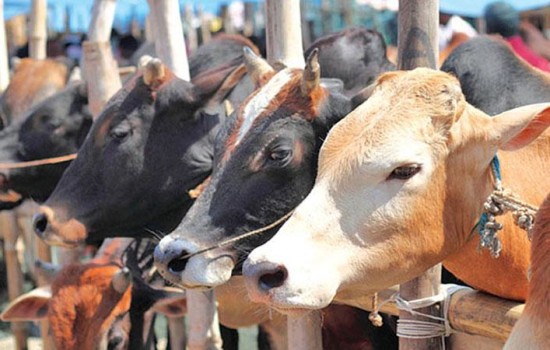 কোরবানি: সুস্থ ও অসুস্থ গরু চেনার ১০ উপায়