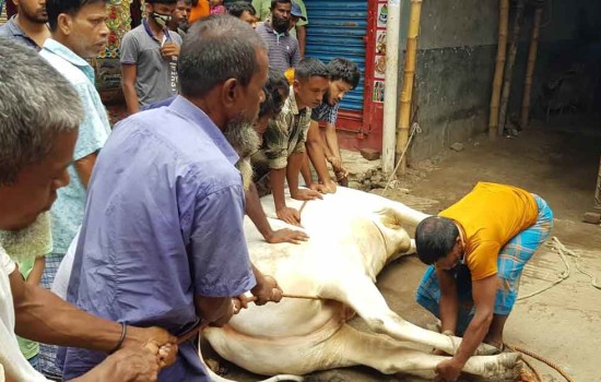 ঈদের দ্বিতীয় দিনেও চলছে পশু কোরবানি