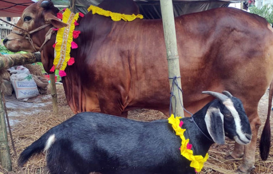 পশু কোরবানির মধ্যদিয়ে পালিত হচ্ছে ঈদুল আজহা