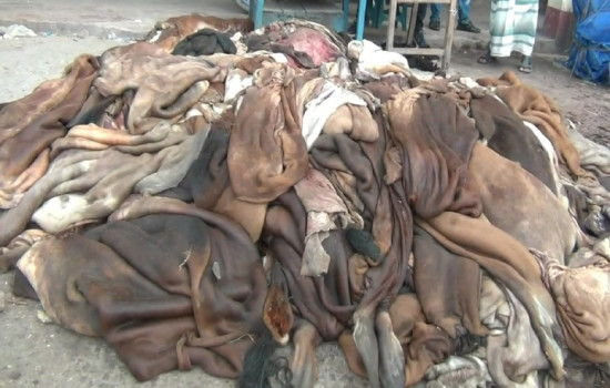 চামড়ার বাজারে ধস : এক খিলি পানের দামে খাসির চামড়া