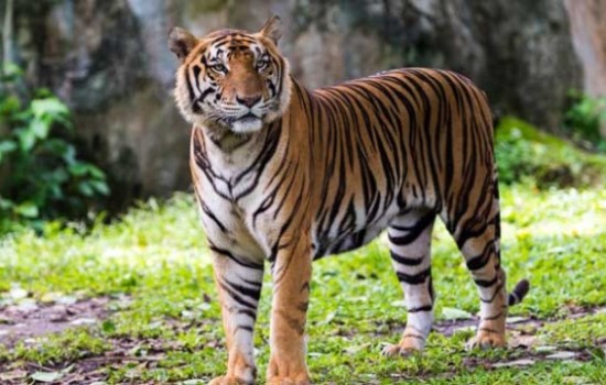 এবার করোনায় বাঘের মৃত্যু