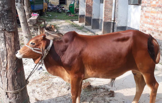 ‘আব্বা আমাগো গরু কিনবা কবে’?