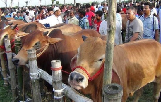 কোরবানির পশুর হাটে মানতে হবে যেসব নির্দেশনা
