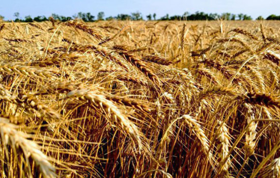 রাশিয়া থেকে ৫ লাখ টন গম কিনবে সরকার