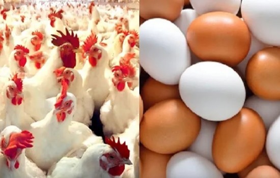 ডিমের দামে রেকর্ড, ব্রয়লার মুরগি ডাবল সেঞ্চুরি