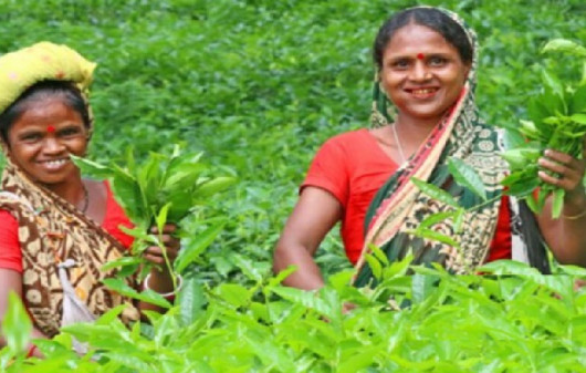 কাজে নেমেছেন মৌলভীবাজারের চা-শ্রমিকরা
