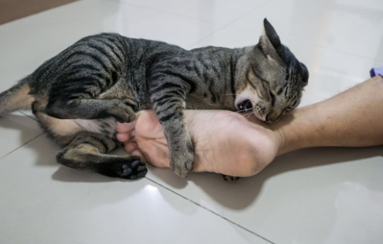 মালিকের মরদেহ খেল তারই ২০ পোষা বিড়াল!