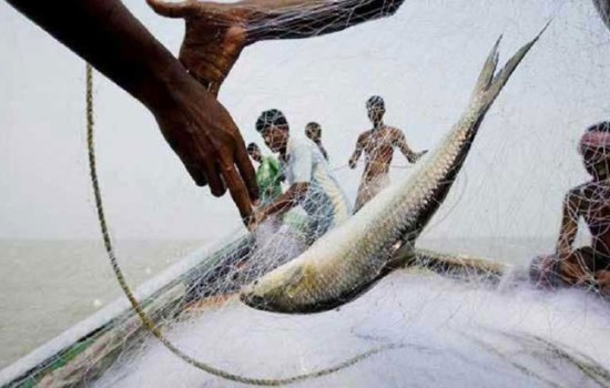 ৩ দিনে ৫৯ মণ ইলিশ শিকার