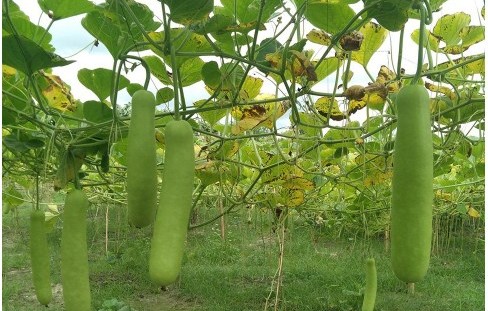 সবুজ লাউয়ের লতায় ছেঁয়ে গেছে ক্ষেত