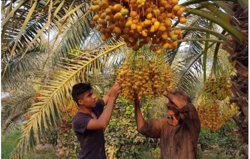 নিষেধাজ্ঞা পরেও ৮৫ দেশে রফতানি হয় ইরানি খেজুর