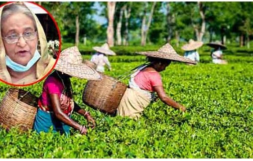 বিকেলে চা শ্রমিকদের সাথে কথা বলবেন প্রধানমন্ত্রী