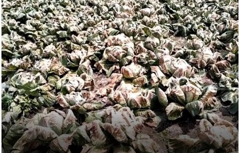 দুই বিঘা জমির বাঁধাকপি বিনষ্ট, এ কেমন শত্রুতা