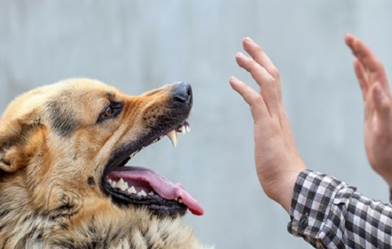 আজ বিশ্ব জলাতঙ্ক দিবস, ভয় নয়- সচেতন হউন