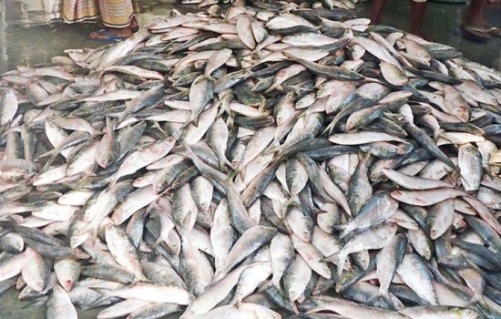 বাংলাদেশের ইলিশের দাম ভারতে কম, নেপথ্যে কী!