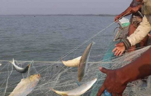 ৭ অক্টোবর থেকে ইলিশ ধরা ও বেচাকেনা নিষিদ্ধ